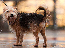 В Петербурге просят разработать меры по снижению влияния реагентов на животных