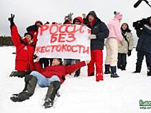 Пойдут на тюленей? Запрещённый промысел могут возобновить