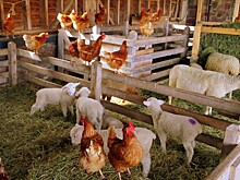 АГРОСИЛА инвестирует более 5 млрд рублей в свои проекты в 2024 году