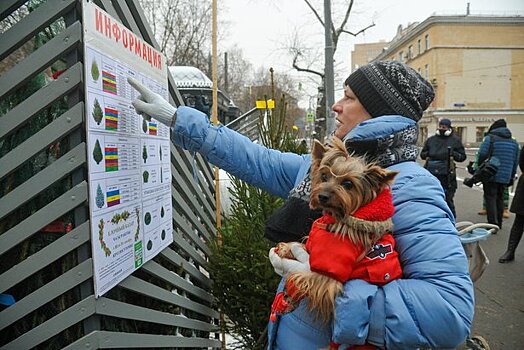 Депутат МГД Киселева: Портал открытых данных поможет найти елочный базар и пункт утилизации деревьев