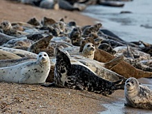 В Дагестане обнаружили сотни выброшенных на берег мертвых тюленей