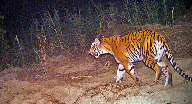 Убившую 13 человек тигрицу застрелили в Индии