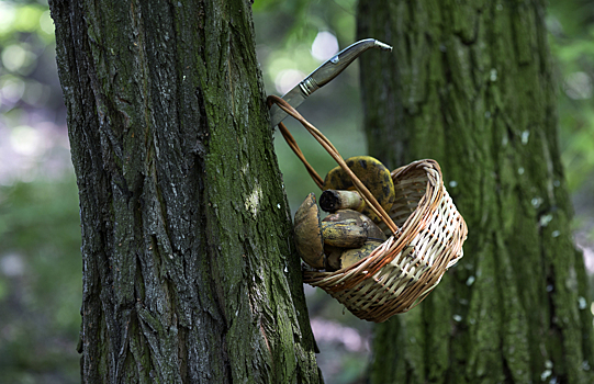 Роспотребнадзор предупредил грибников об опасности