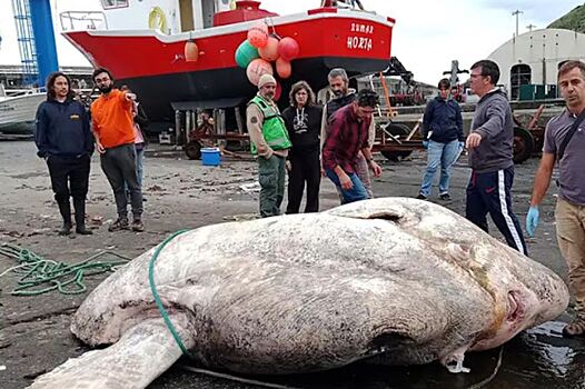 Найдена самая тяжелая костная рыба в мире