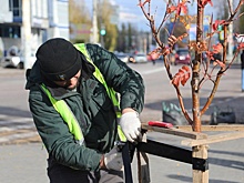 В Воронеже обнаружили масштабные проблемы с озеленением