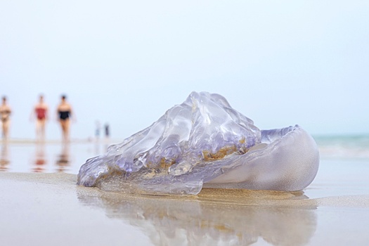 Пляж в США подвергся нашествию медуз с 30-метровыми щупальцами