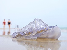 Пляж в США подвергся нашествию медуз с 30-метровыми щупальцами