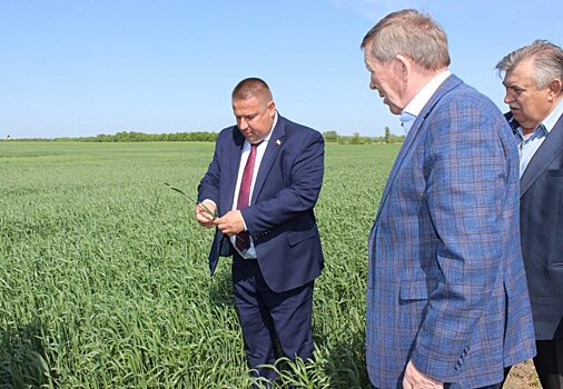 В Саратовской области посеяли миллион гектар подсолнечника