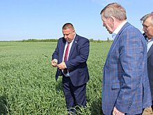 В Саратовской области посеяли миллион гектар подсолнечника