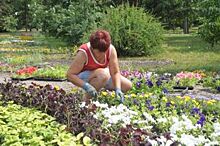 В субботу в Рязани на ярмарке будут торговать цветочной рассадой