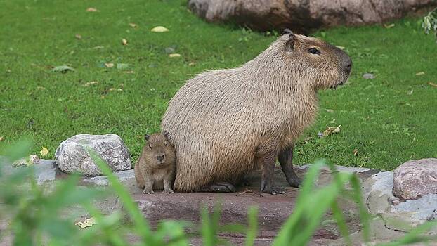 В Белгороде поселился детеныш капибары из Московского зоопарка