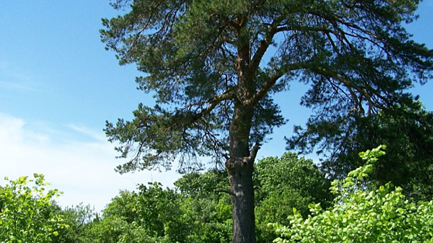 Двухсотлетняя саратовская сосна участвует в конкурсе «Дерево года»