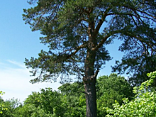 Двухсотлетняя саратовская сосна участвует в конкурсе «Дерево года»