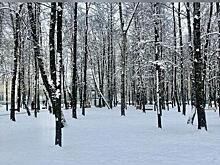 Забайкальцы вырубили лес на 300 тысяч рублей