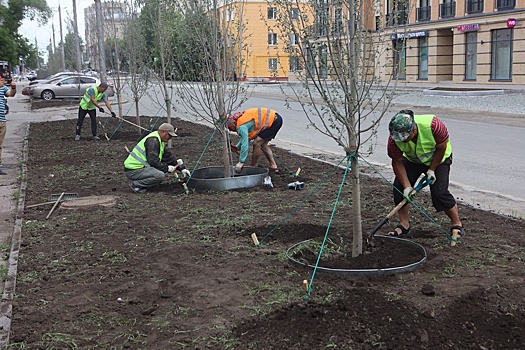 В Новосибирске в этом году высадят 17 тысяч деревьев и кустарников