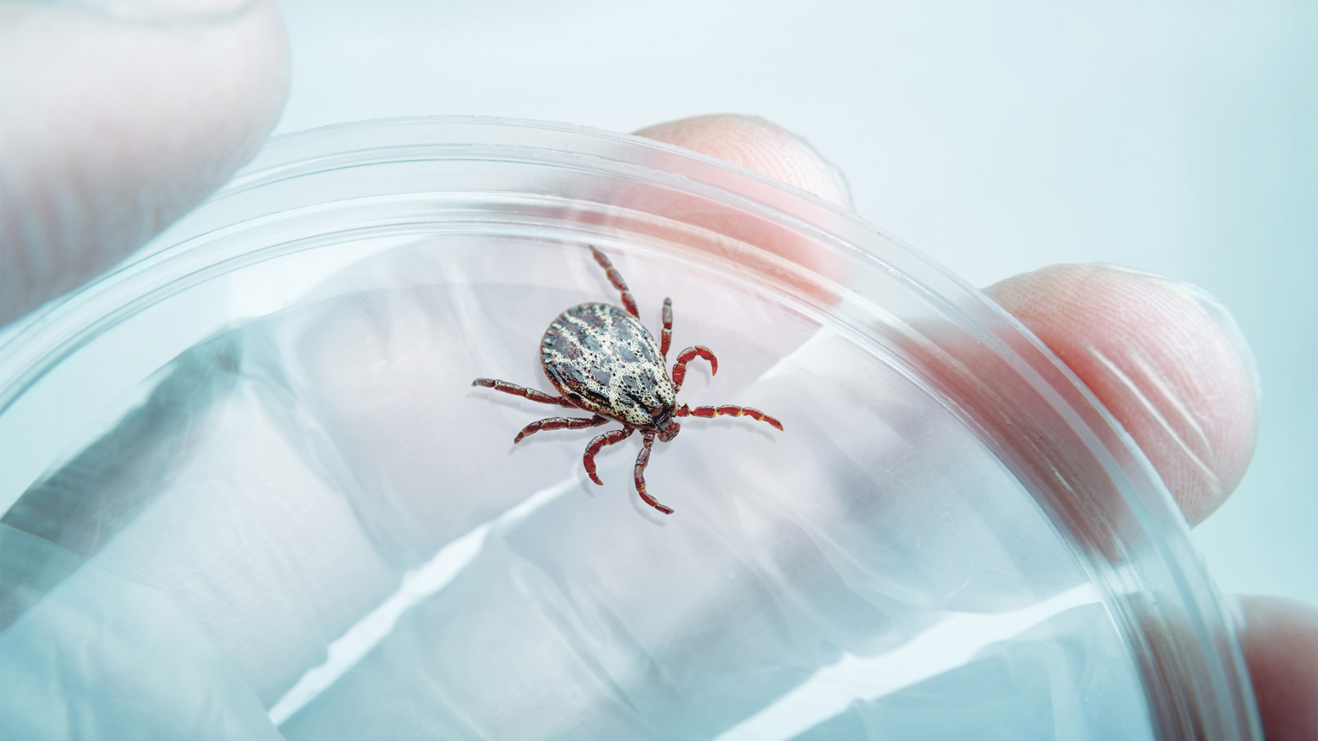 Клещевой энцефалит: чем опасен и как защититься