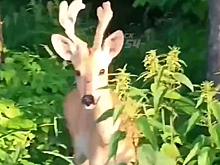 Молодой самец косули покрасовался перед жителем КСМ в Новосибирске