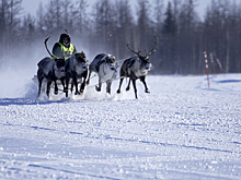Ямальским кочевникам назвали главное условие для участия в Дне оленевода