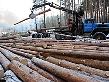 Красноярская биржа торгует лесом в колоссальный ущерб региону