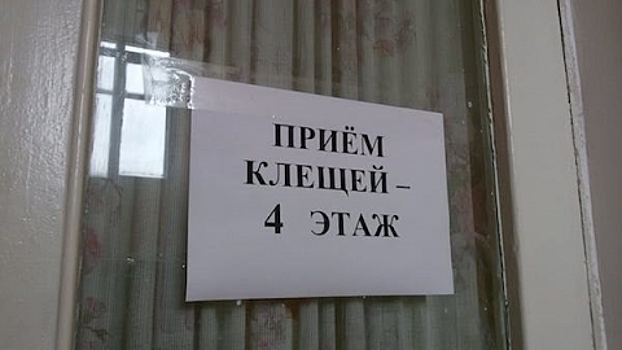 Как проверить клеща на наличие заболеваний?