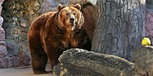 Медведей Московского зоопарка в преддверии зимы перевели на богатый витаминами рацион