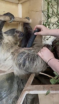 Сливка стал Сливчиком: на Дону ветеринары выяснили настоящий пол ленивца, прибывшего из Екатеринбурга