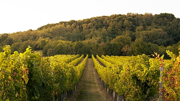 Сколько стоит осенний винный тур по Краснодарскому краю