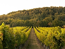 Сколько стоит осенний винный тур по Краснодарскому краю