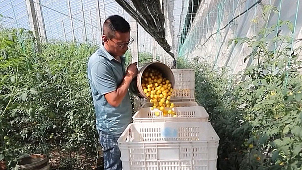 «Овощная столица» Китая преуспела в селекции и производстве семян