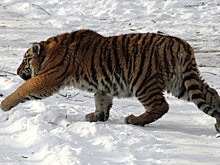 В Приморье амурский тигр вышел к людям