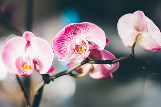 Флорист из РФ предупредила о негативном влиянии орхидей на личную жизнь молодоженов
