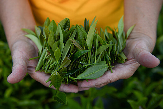 Тарба: рекордный урожай чая будет собран в 2017 году в Абхазии