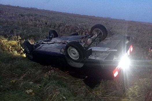 В Тюменской области автомобиль сбил насмерть лошадь