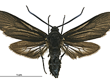 В Крыму учёный-биохимик расшифровал феромон бабочки-вредителя