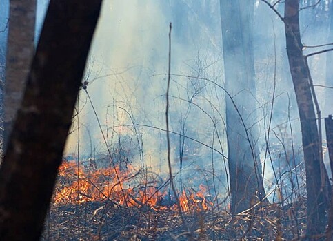 Природные пожары подошли к границам посёлков на юге Приморья