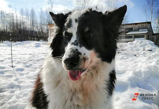 В Перми бродячих собак хотят поручить опекунам: «Это – блажь»