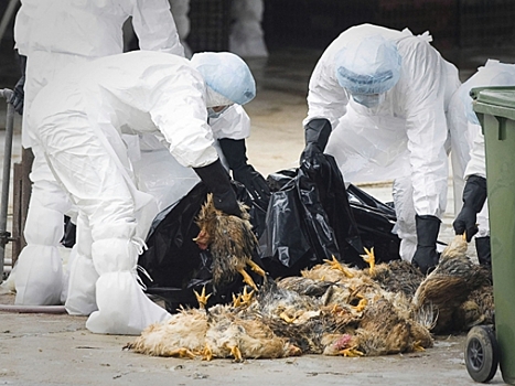 В Бенине выявили вспышку птичьего гриппа