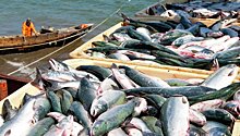 Росрыболовство ограничит госзакупки импортной рыбы