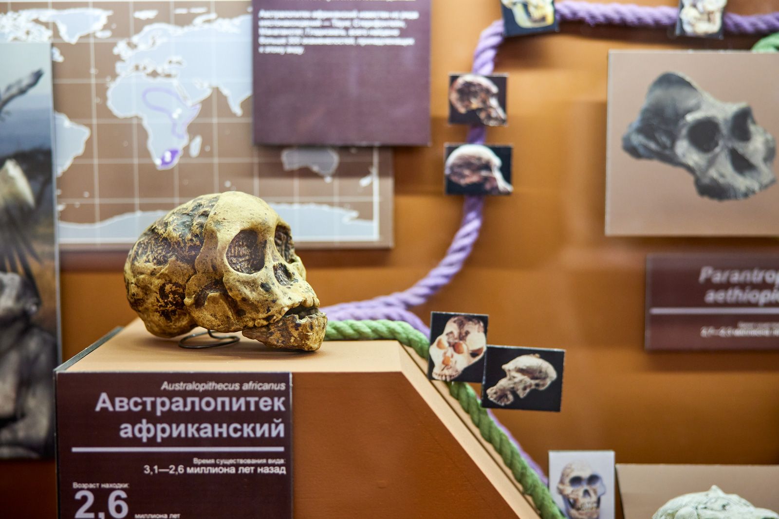 ДНК, эволюция и космические корабли: готовимся к экзаменам в музеях с «Мосбилетом»