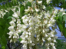 Софора: как вырастить японское чудо на волгоградской земле