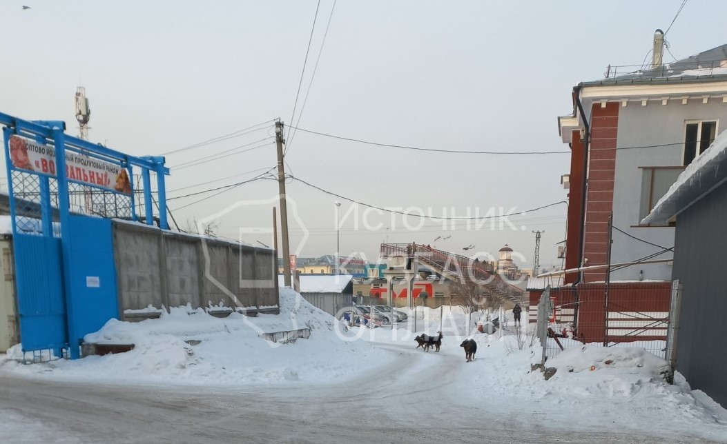 Огромная стая появилась у школы в Новокузнецке из-за возвращения собак после отлова