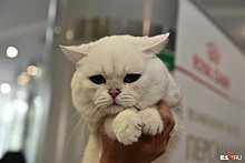 Фоторепортаж с хвостами и лапками: лучшие кадры с выставки кошек в Екатеринбурге