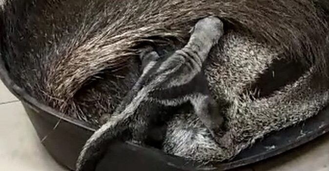 В калининградском зоопарке у пары гигантских муравьедов родился детеныш