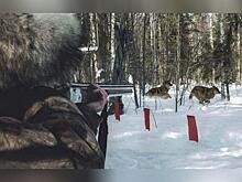 Запрет на весеннюю охоту в Забайкалье продлили до конца мая