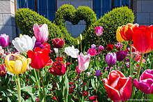 Какому цветку обязана вирусология напомнили в связи с «Парадом тюльпанов 2020» в Крыму