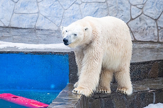 Ростовский зоопарк отмечает Международный день полярного медведя