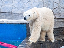 Ростовский зоопарк отмечает Международный день полярного медведя