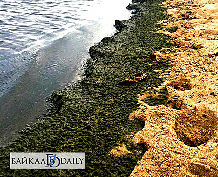 В мелководье Байкала стало меньше опасной для озера водоросли спирогиры