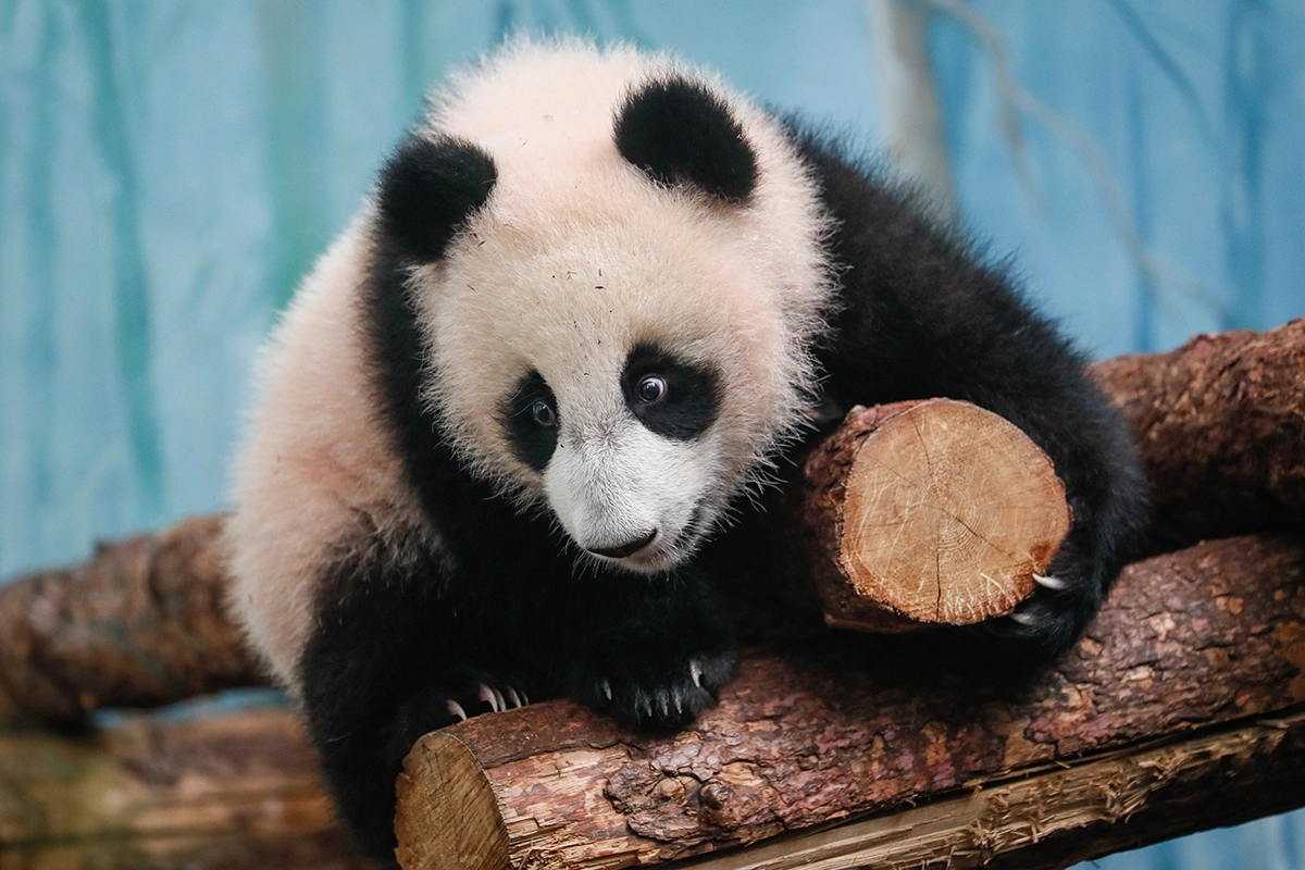 Путин и зампред КНР узнали уникальную историю появления панды Катюши