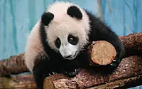 Путин и зампред КНР узнали уникальную историю появления панды Катюши